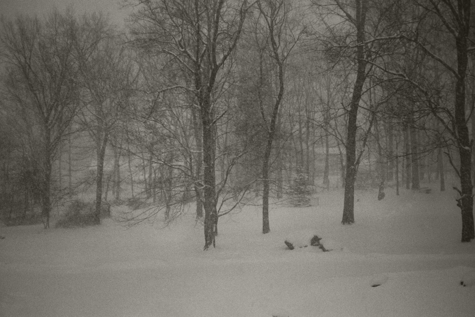 Black and white photograph of sparsely-forested land on a snowy day. Trees dominate the upper two-thirds of the photograph. A snowy field dominates the bottom third.