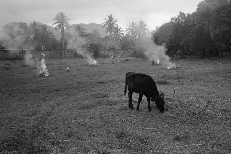 A black and white photograph of a young, black cow tethered by a rope eating grass in a field. Behind it, small figures gather around three brush fires, scattered at a distance from one another. There are palm trees and mountains in the distance.